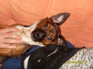 Jackrussel-pinscher mix in gute hände abzugeben