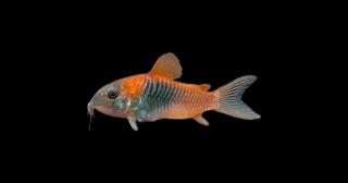Venezuela Panzerwels Osteogaster Corydoras venezuelanus orange