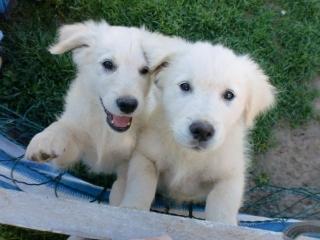 Golden-Retriever/Labrador Mix Welpen