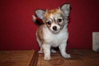 3 Reinrassige Chihuahua-Welpen m. Papiere Ahnentafel suchen neues Zuhause