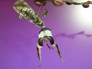 Gottesanbeterinnen Hymenopus / Idolomantis / Plistospilota