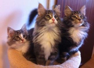 3 super schöne Norwegische Waldkatzenbabys geb. 02. 08. 11 zu verk