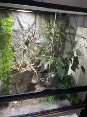 Jemen Chamäleon inkl Terrarium