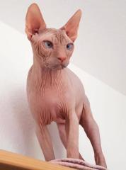 Sphynx Kater