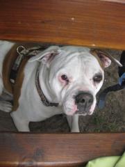 American Bulldog Hündin Alice sucht dringend ein neues Zuhause