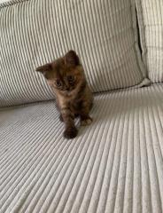 Katzen katze