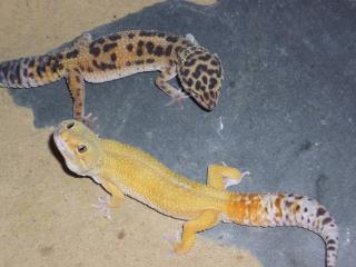 2 Leopardgeckos m w mit Terrarium ExoTerra 90 x 45 x 60 cm / 36 x 18 x 24 Wx