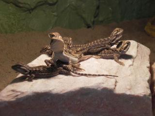 Baby Bartagame abzugeben