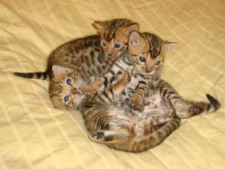 Wunderschöne Bengal Kätzchen suchen neues Zuhause