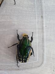 Mecynorrhina polyphemus confluens Larven