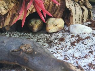 Leopardengeckos suchen dringend ein neues Heim