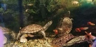2 Wasserschildkröten in gute Hände abzugeben