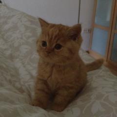Schwarz, rot, blau - Superschmuser BKH-Kitten in liebevolles Zuhause abzugeben