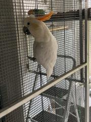 Orangenhaubenkakadu Henne