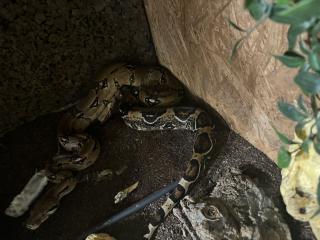 2 Boa Constrictor Imperator abzugeben
