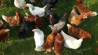 Nachgezüchtete Vorwerk Hühner, Marans, Araucaner Grünseger Hühner u. a. zu Verkau