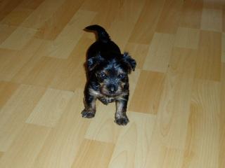 YORKI