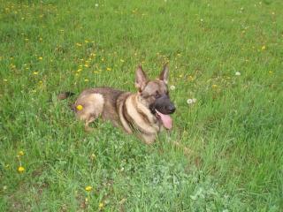 Deutschen Schäferhund mit Papieren und Chip