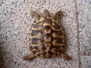 2 Griechische Landschildkröten
