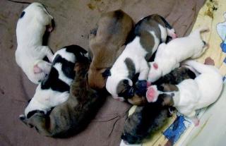 Bulldogmix Welpen