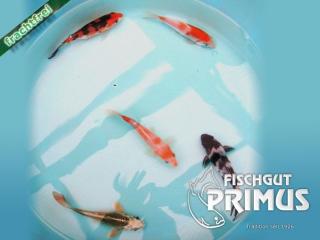 Hand-Select AA 15 cm Koi-Mix