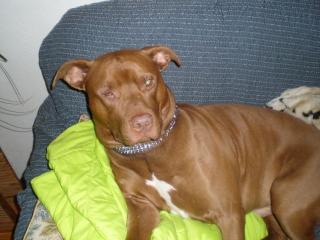 Pitbull sucht dringend.