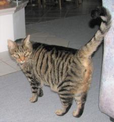 Kater vermisst, seit Sonntag, den 5. 3. 2023