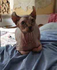 Sphynx Elf Katze Canadian Sphynx