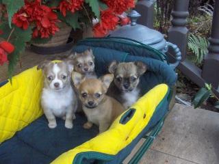 Typvoller Chihuahua Welpe aus Seriöser Zucht, sucht Dich