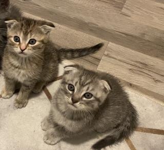BKH EKH Kitten Dezember abgabebereit