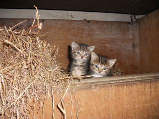 Süße Katzenbabys zu verschenken