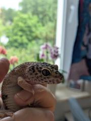Leopardgeckos / Geckos aus Rostock