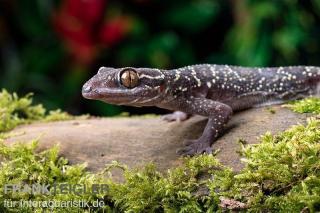 3 Blattzehengeckos komplett ausgestattetes Terrarium