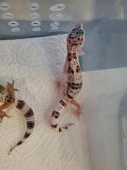 Leopardgeckos NZ 21, 0. 1