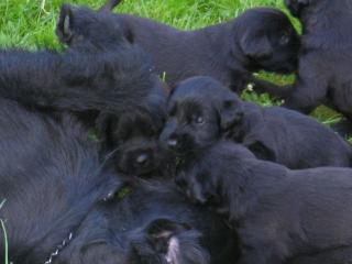 Riesenschnauzer-Welpen aus der Mitte Deutschlands