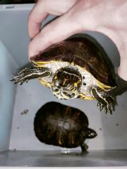 Verkaufe zwei Gelbwangenschildkröten