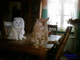 Junge Katzen suchen neues zuhause