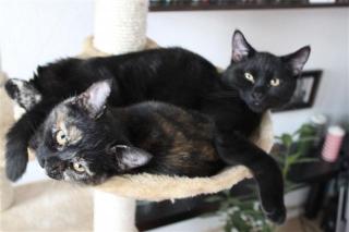2 Halbes Jahr alte Katzen abzugeben. kastriert