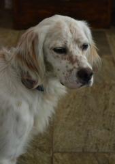 Ivi English Setter. Wir kennen ihre Vergangenheit nicht, aber wir können ihre