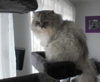 Reinrassige Perserkatze in Silver-Tabby