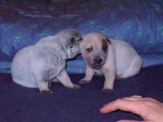 Australian Cattle Dog Welpen