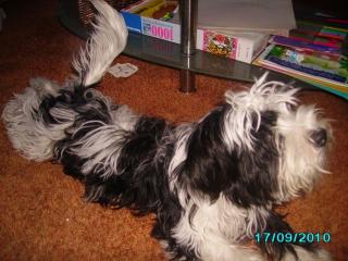 Verkaufe Biewer-Terrier ca. 8 Monate alt