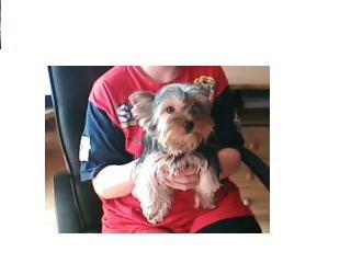 Yorkshire Terrier zu verkaufen