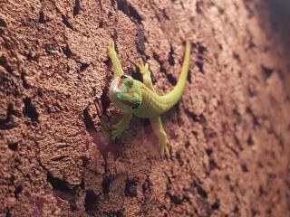 Madagaskar Taggeckos Phelsuma Grandis Jungtiere