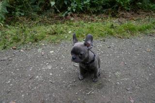 Französische Bulldogge