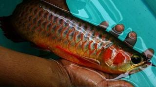 Top-Qualität super rot arowanas Fisch und viele andere Fisch zum Verkauf