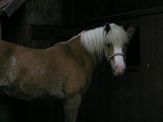 Haflinger Stute