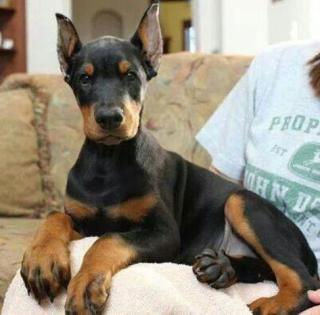 Reinrassige Dobermann Welpen