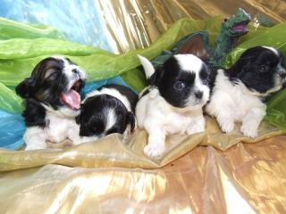 Süsse Shih Tzu Welpen suchen ab Juli 2021 ihr neues zu Hause