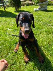 Zwei Dobermann Rüden abzugeben